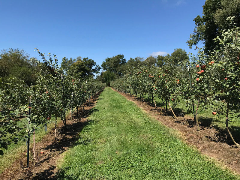 Apples - DITTMAR FARMS & ORCHARD - ELIZABETH, IL